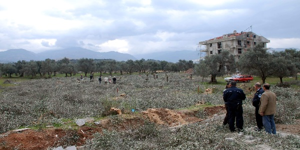 Aydın'da ağaç katliamı iddiası
