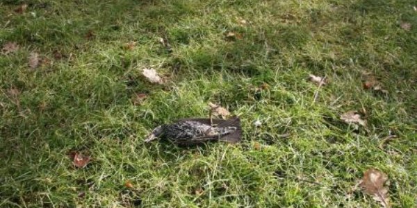 Sungurlu'da sığırcıklar açlık ve soğuktan ölüyor