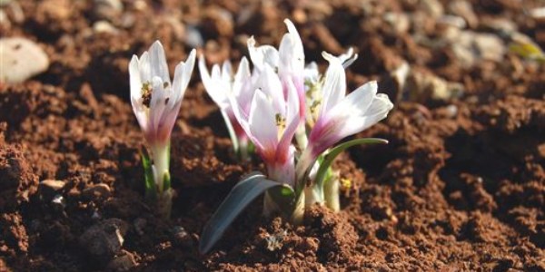 Adıyaman'da kır çiçekleri açtı