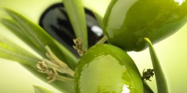 Akhisar'da 'Zeytin tadım eğitimi' tamamlandı