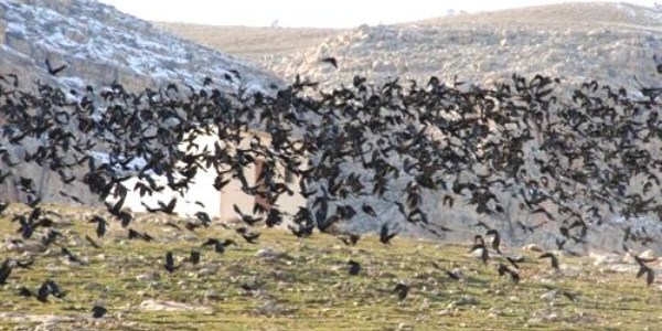 Karda aç kalan kargalar, ekili arazilere saldırıyor