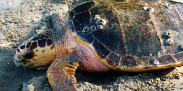 Antalya'da �l� caretta caretta bulundu