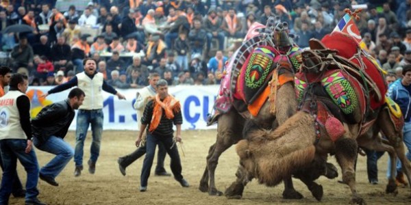 'Yok deve' demeyin deve y�k� kazand�r�yor