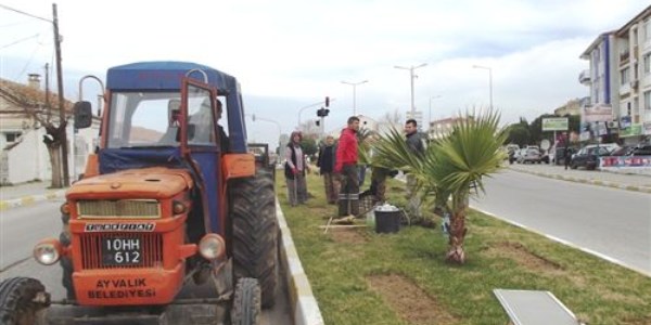 Ayvalık Belediyesi'nden 2 bin gül