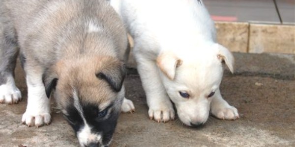 Mavi gözlü köpekler görenleri şaşırtıyor