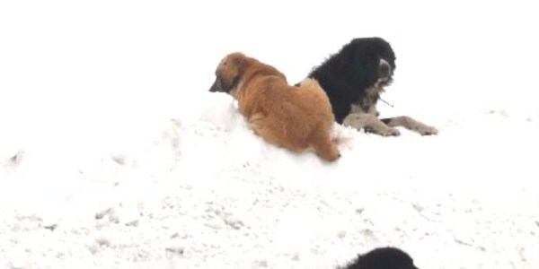 Köpekler de ölüme terk edildi