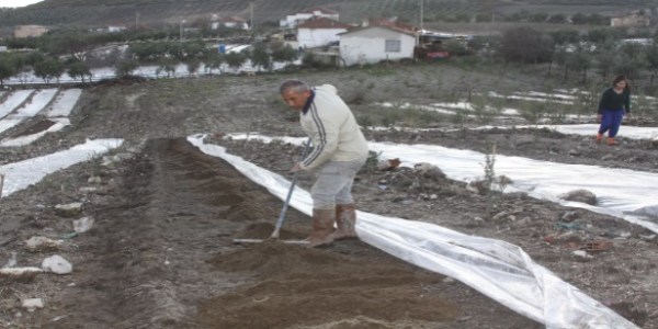 Tütün üreticisinde maraton başladı