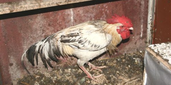 Öten horoza ceza