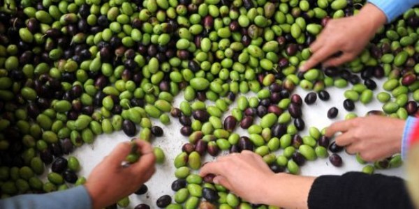 Fethiye Körfezi'nde zeytinyağı katliamı