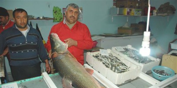 Kahta'da dev turna balığı yakalandı