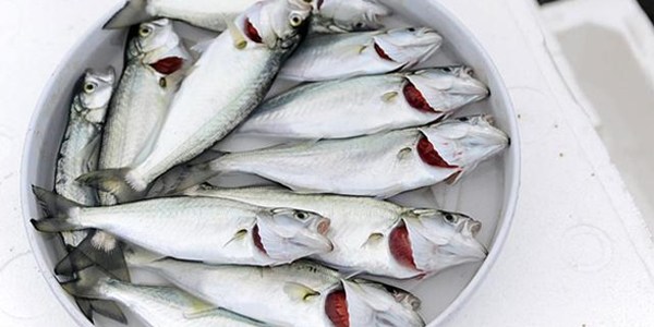 Düzenli balık yemek, kalp hastalıklarında ölüm riskini azaltıyor