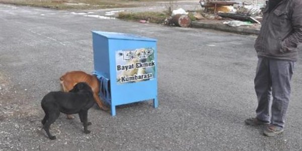 Sokak köpekleri için bayat ekmek kumbarası