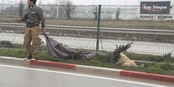 Duyarlı sürücünün çabası, yaralı köpeği kurtarmaya yetmedı