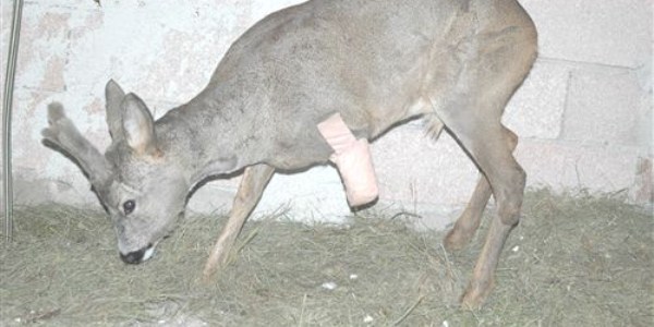 Yaral Karaca, hayvan bakmevinde tedavi ediliyor