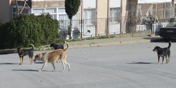 Ba��bo� k�pekler sokaklarda korku sa��yor