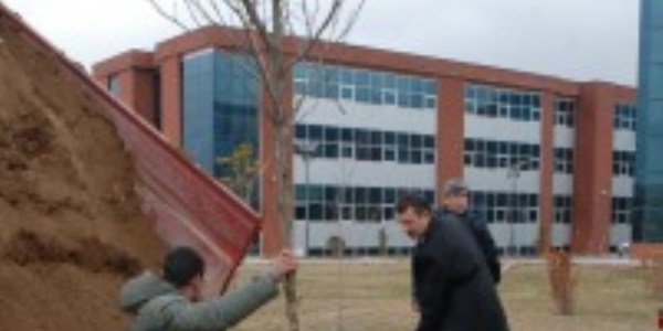 Makü fakültelerine çınar ağacı