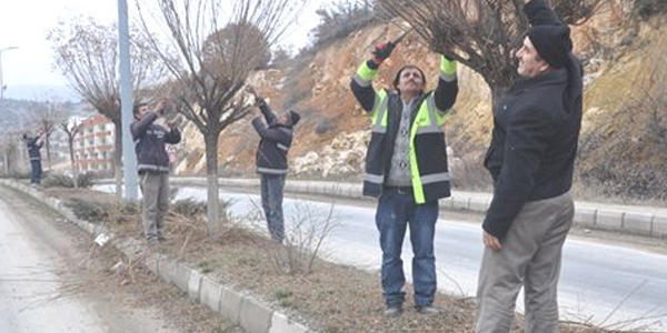 Eskipazar'da Ağaçlar Budanıyor