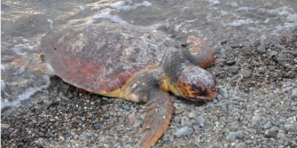 Caretta caretta sahile vurdu