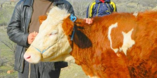 Doğuştan Ay- Yıldızlı inek