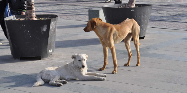 Antalya'da sokak köpeği polemiği
