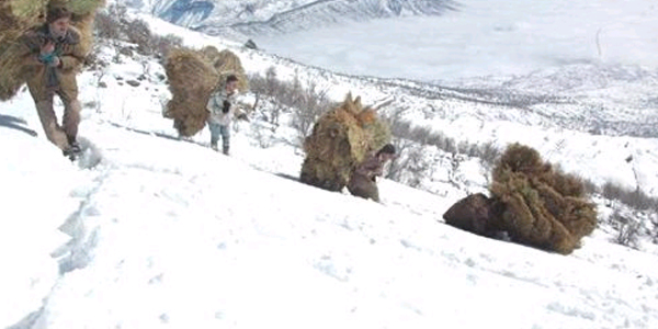 Hakkari'de dağdan ot taşıma çilesi