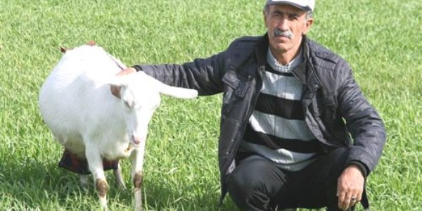 Ayvalık'ta Zana Keçilerine rağbet arttı