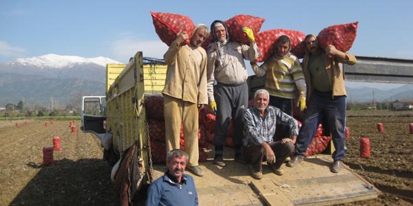 Ödemiş'in kış patatesi, Nevşehir'in tohumluğu oluyor