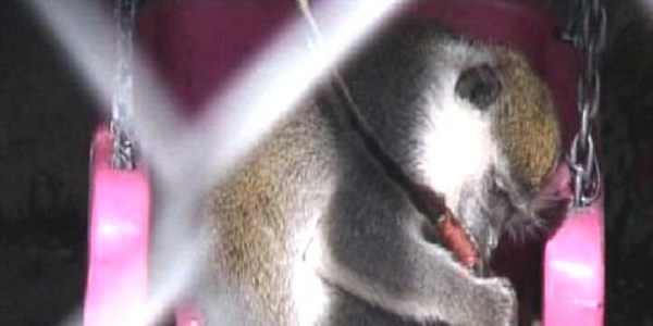 Maymunlar kuyruklar�n� yemeye ba�lad�