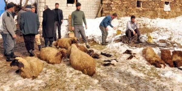 I�d�r'da hayvan �l�mlerinin nedeni belli oldu