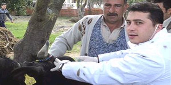 Ayd�n'da Brucella ile m�cadele devam ediyor