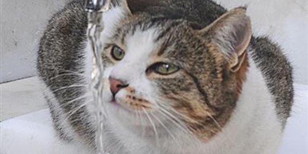 Kedi su ihtiyac�n� �e�meden giderdi