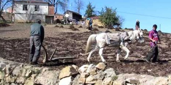 karde� yar�y�l tatilini tarlada ge�irdi