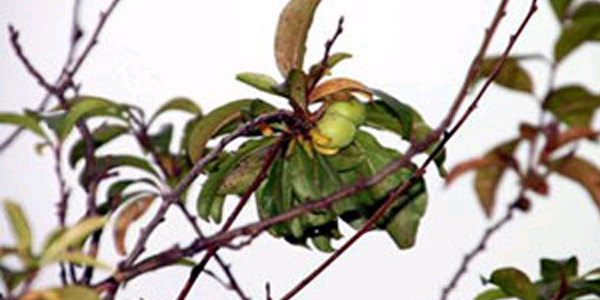 Erik a�ac� meyve verdi