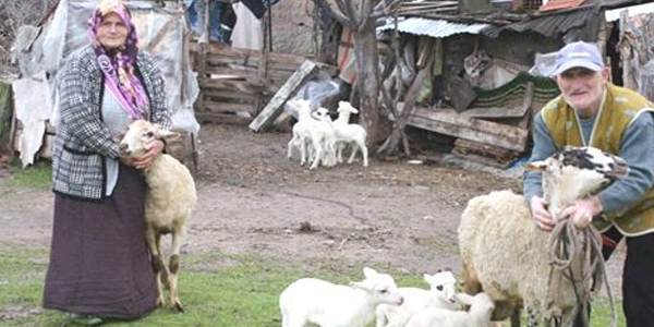 Ayvalk'ta karagz koyunlar 4'er yavru dourdu