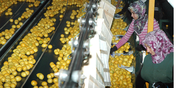 Limon üreticisinin yüzünü ekşitmedi