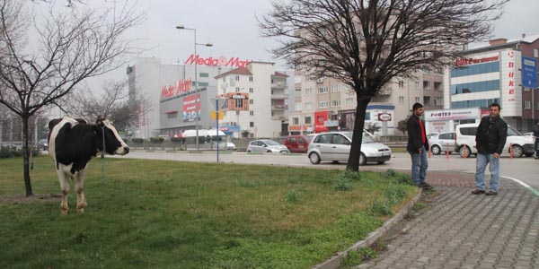 Karayoluna inek düştü