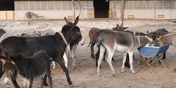 'Eşekler' kimliklerini aldı