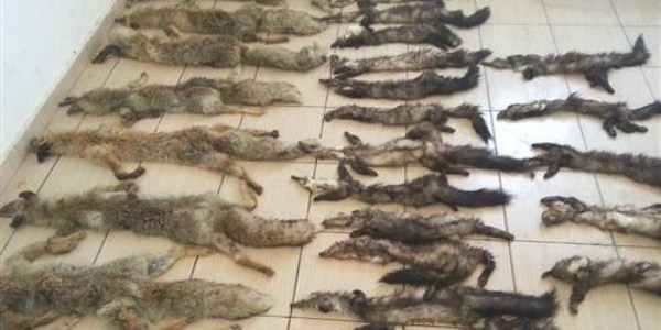 Hakkari'de 21 sansar ve 9 tilki derisi ele geçirildi
