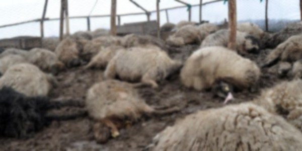 Malatya'da 53 koyun telef oldu