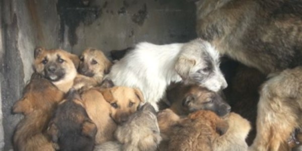 Erzincan Belediyesi yavru k�pekleke sahip ��kt�