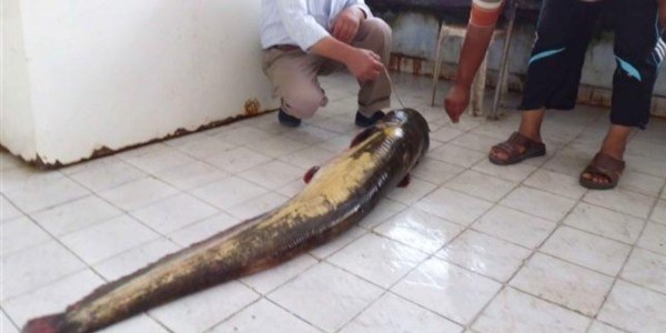 Kırşehir'de 2 metre boyunda, 30 kilo ağırlığında yayın balığı yakalandı