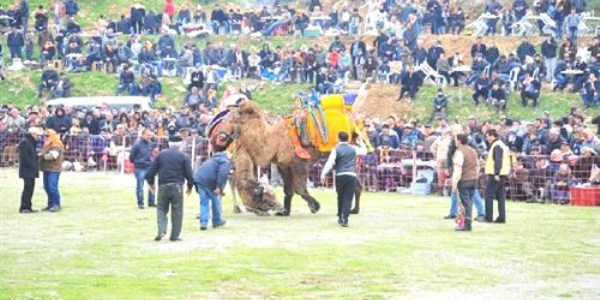 Bornova'da deve güreşi buluşması