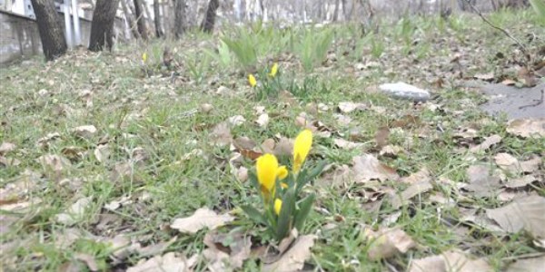 ��rnak'ta y�l�n ilk �i�ekleri a�t�