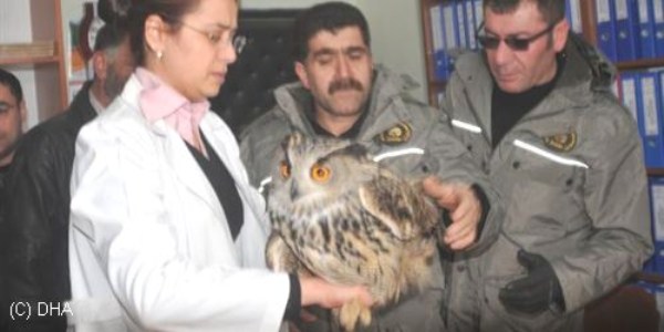 'Uğursuz' diye vurulan baykuş tedavi altına alındı
