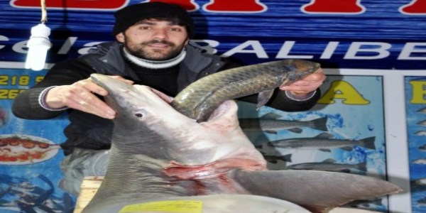 Elazığ'da 2 metrelik köpekbalığı!
