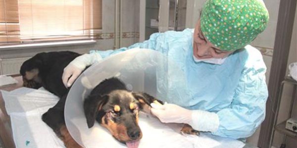 Sokak köpeğine estetik ameliyat