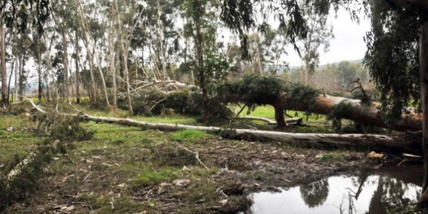 F�rt�na 75 y�ll�k okalipt�s a�a�lar�n� devirdi