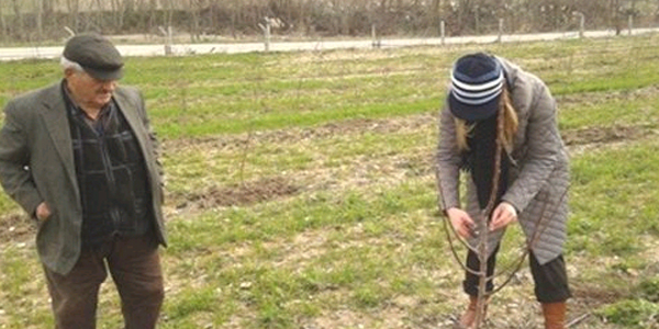 Çiftçilere, meyve ağacı budama teknikleri gösterildi