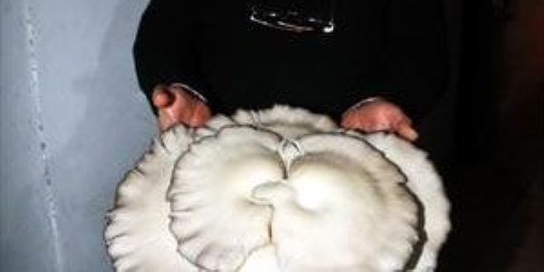 Otelde 3 kiloluk mantar yetiştirdi
