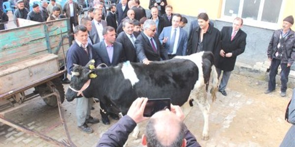 Derbent'te k�yl�lere hayvanc�l�k deste�i